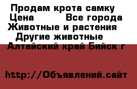 Продам крота самку › Цена ­ 200 - Все города Животные и растения » Другие животные   . Алтайский край,Бийск г.